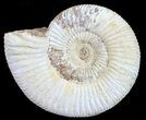 Perisphinctes Ammonite - Jurassic #54224-1